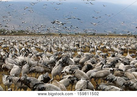migratory birds in a national bird sanctuary Hula is located in northern Israel