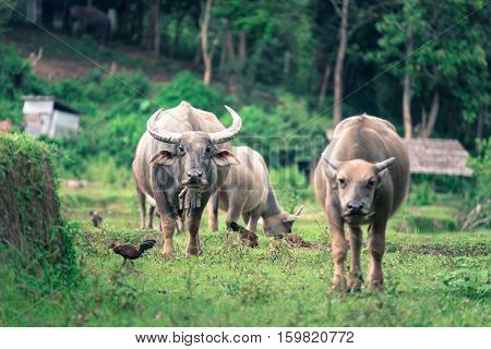 Thai Buffalo walk over the field while looking at photographer Original agriculture use buffalo plow the field.