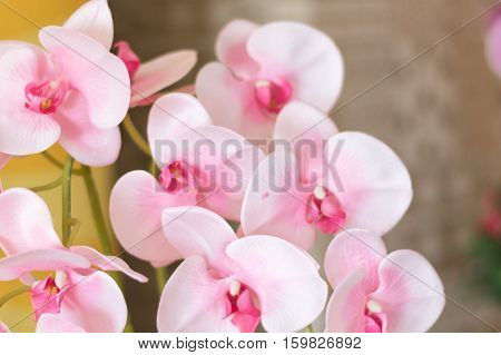 close up beautiful white nature orchid flowerselective focus.