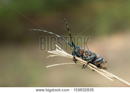 The Beetle barbel. A bug with long antennae on a dry twig. Macro.