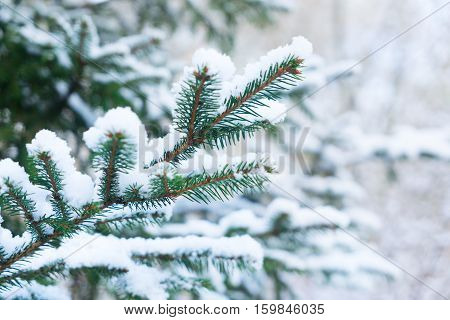Winter with green spruice tree in snow