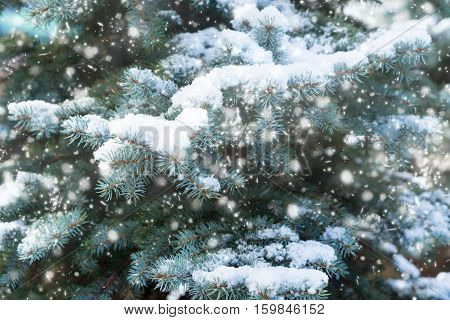 Winter with green spruice tree in snowfall