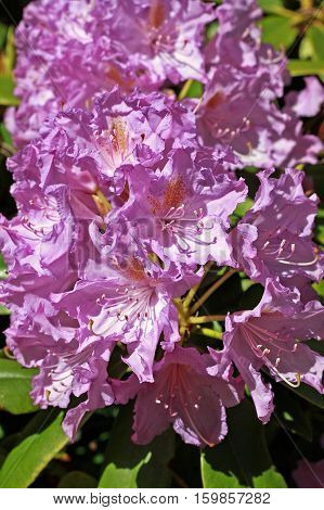 Pink Rhododendron flowers in early spring in botany garden