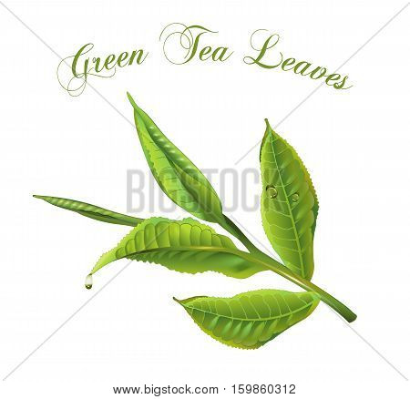 Vector realistic illustration of green tea leaves isolated on white background. Design for tea, essential oil, natural cosmetics, aromatherapy, perfume, drink menu, and health care products.