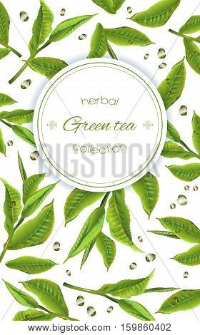 Vector green tea banner with tea leaves and drops on white. Background design for packaging, tea shop, drink menu, homeopathy and health care products.
