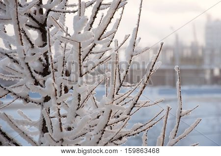 Winter branches of larch with white snow