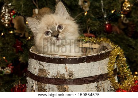 Christmas Kitten playing with a birch wood barrel.