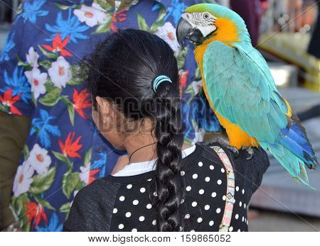 parrot shoulder colorful bird girl braid hair Hawaiian shirt