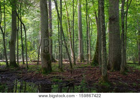 Old Ash And Oak Trees In Summer