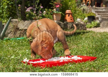 Hungarian hound puppy feeding in the meadow. Summer day dog family. Time for food.