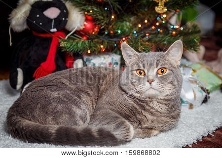 cat breed scottish-Straight resting on the white carpet at the Christmas tree!