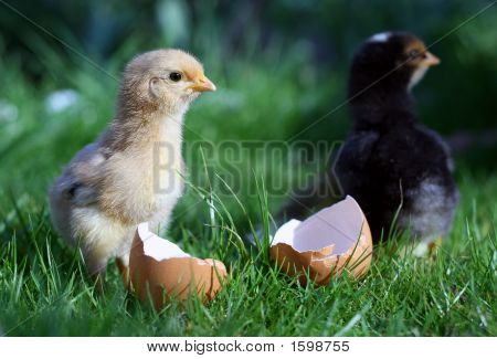 Svart och vit kyckling och trasiga ägg