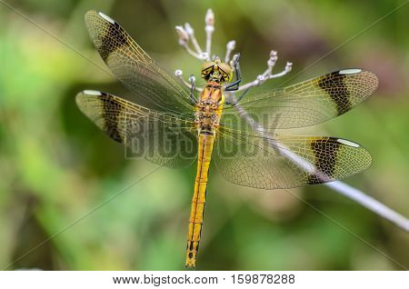 dragonfly perched on a branch for rest