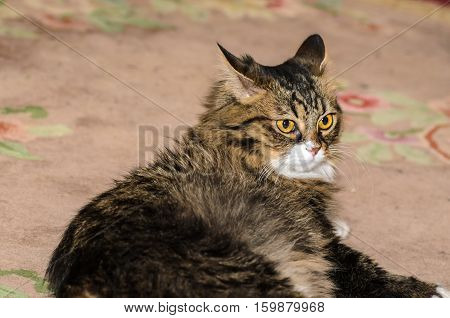 Portrait of a domestic cat with a white spot on the nose