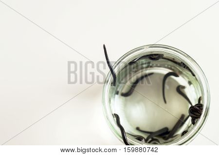 Hirudotherapy. Medical leeches in water before therapy