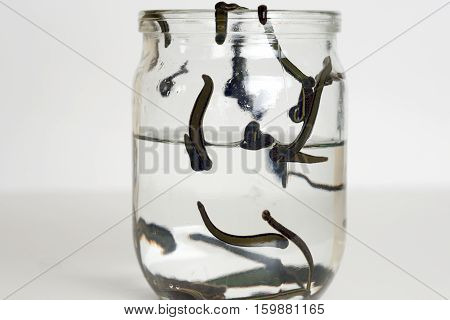 Hirudotherapy. Medical leeches in water before therapy