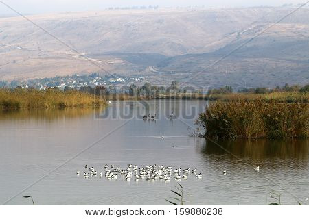 Hula Nature Reserve - a unique wildlife area, which is home to many animals, birds and fish.