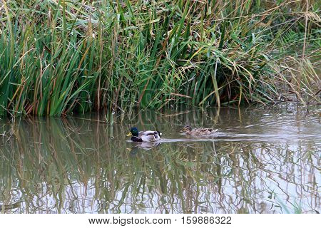 Hula Nature Reserve - a unique wildlife area, which is home to many animals, birds and fish.