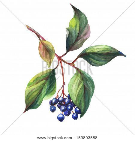 Twig of elderberry (sambucus nigra) plant with autumn leaves and black berries. Watercolor painting, isolated on white background.