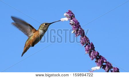 Magnificent Hummingbird And Purple Sage Flower