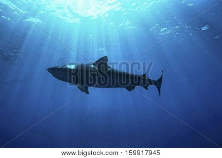 Aliwal Shoal, Indian Ocean, South Africa, dusky shark (Carcharhinus obscurus), low angle view