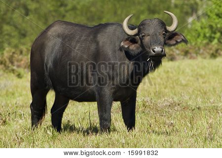 Buffalo sledování