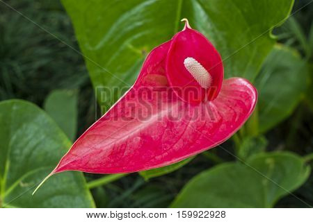 An isolated anthurium in an indoor garden.