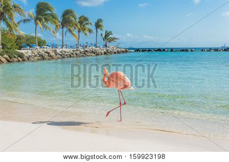 Flamingos on the Aruba beach. Flamingo beach