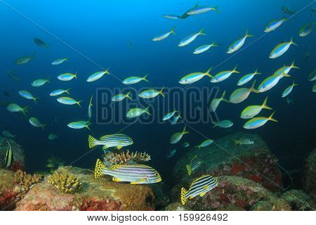 Fish on underwater coral reef in ocean
