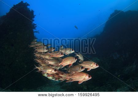 Fish on underwater coral reef in ocean