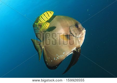 Spadefish (Batfish) and Pilot Jack fish