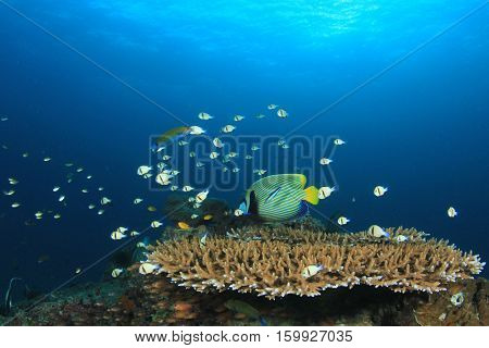 Fish on underwater coral reef in ocean