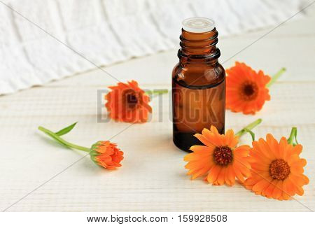 Calendula massage oil. Botanical holistic skincare. Fresh bright marigold flowers, herbal essence dropper bottle.