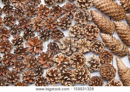 Pine cones on a white wooden background