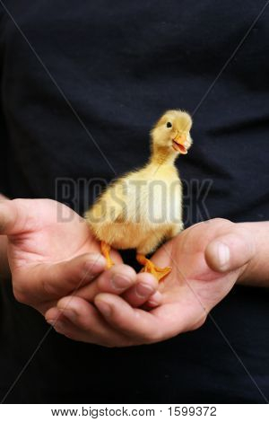 Duck Held In Hands