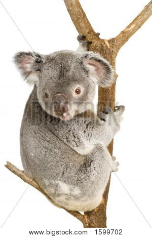 Koala