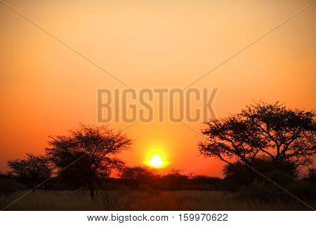 sunset through the trees and bushes in Texas