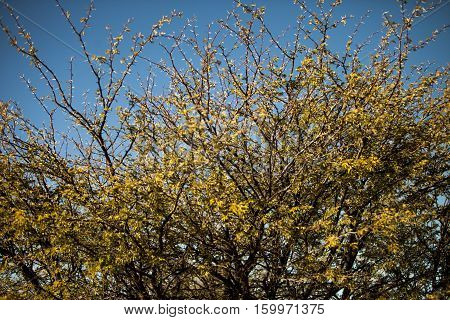 bush with thorns on a background of blue sky