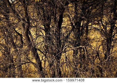 dense bush with thorns on summer time