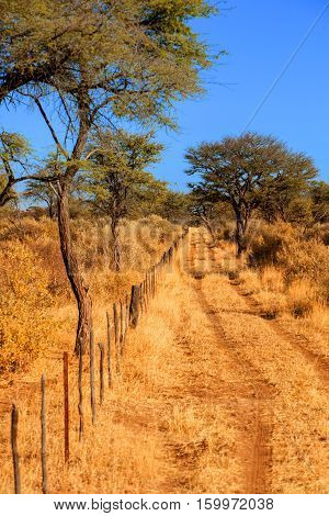 Road for animal with fence in Texas