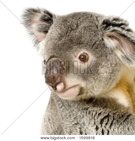 Koala