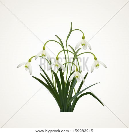 Snowdrops on a white background. Spring vector illustration. Vector background with snowdrop. Background with flower. Illustration of flowers. Spring background