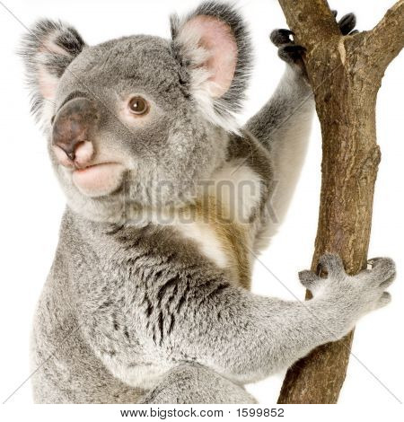 Koala