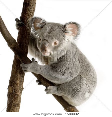 Koala