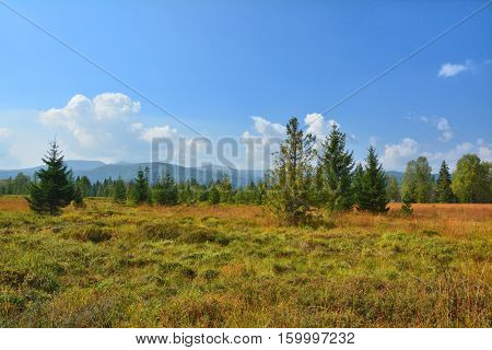 Peat bog landscape in Poland National Park Bieszczady