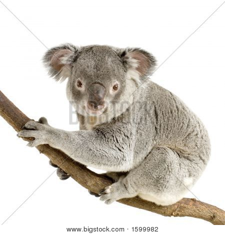 Koala