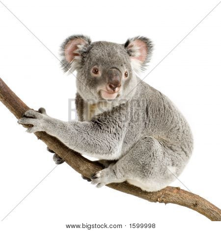 Koala