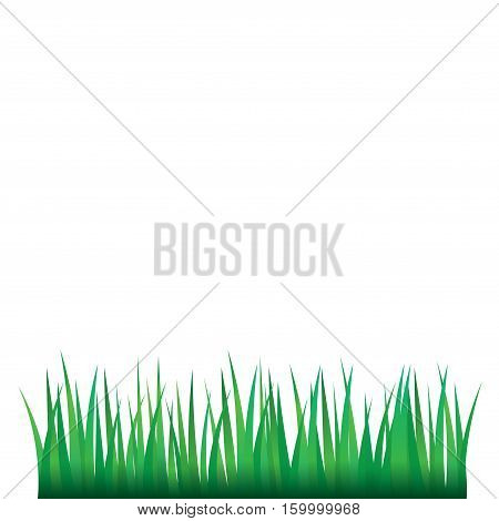 Green Grass Isolated On White Background Vector Illustration