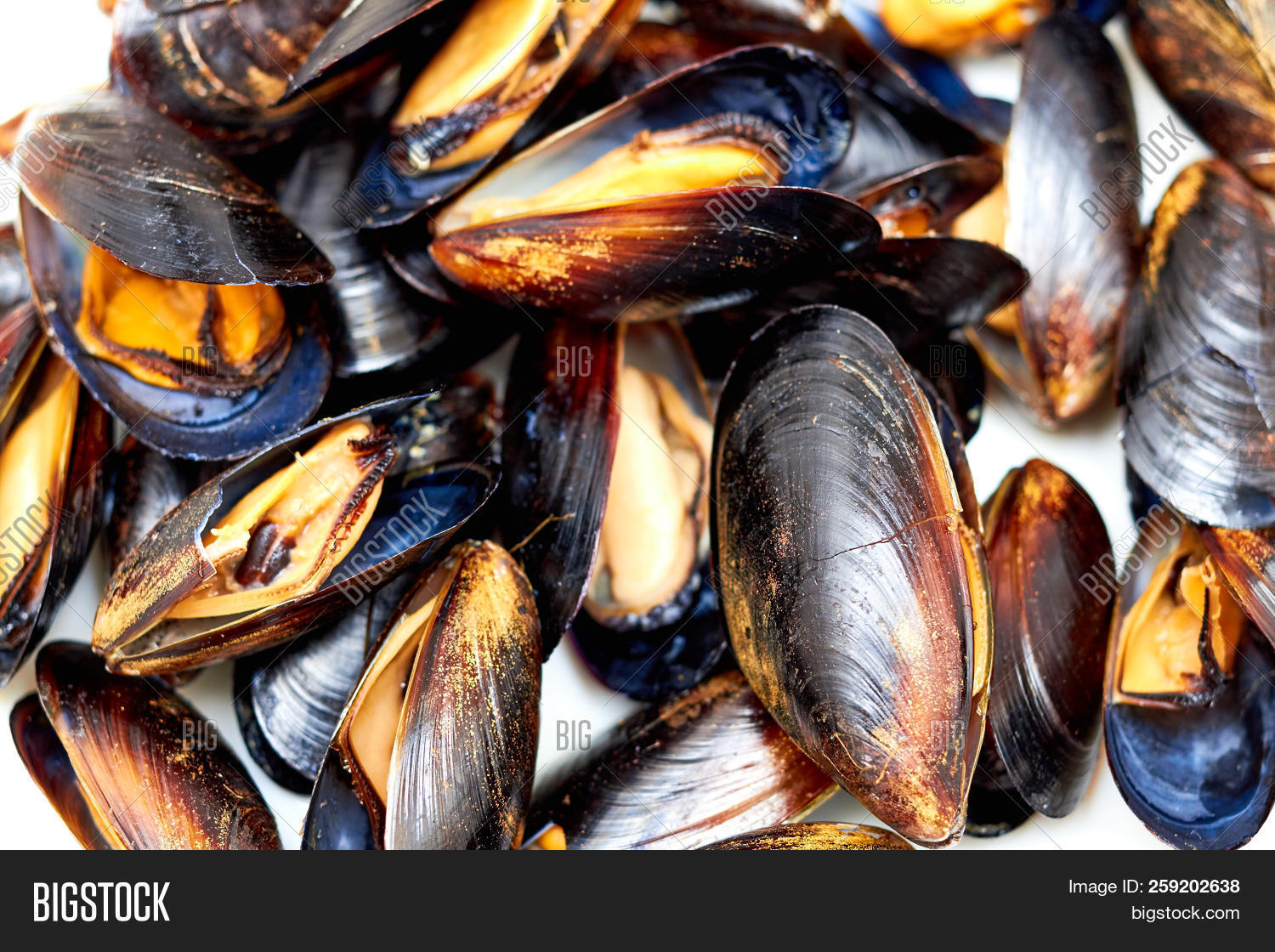 Frozen Mussel Shell. Image & Photo (Free Trial) Bigstock