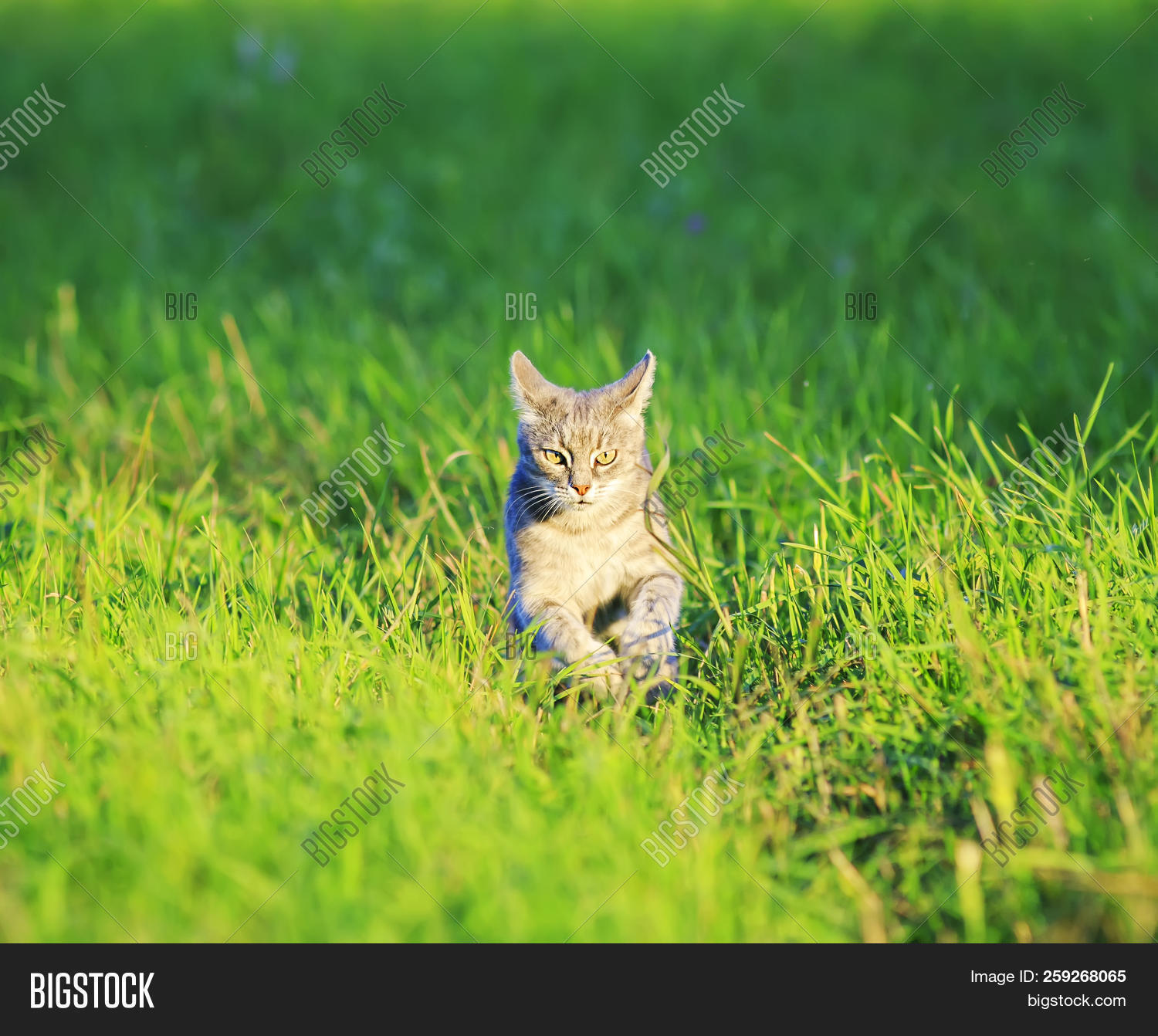 Cute Cat Running Image & Photo (Free Trial) | Bigstock